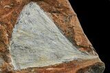 Fossil Ginkgo Leaf From North Dakota - Paleocene #174196-1